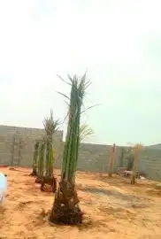 يوجدلدينانخيل مثمر جميع الانواع وجميع المقسات وشبوك المزارع 1