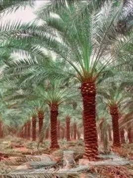 يوجدلدينانخيل مثمر جميع الانواع وجميع المقسات وشبوك المزارع 5