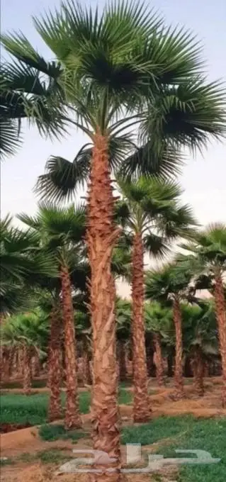 نخل واشنطن واشنطني 16