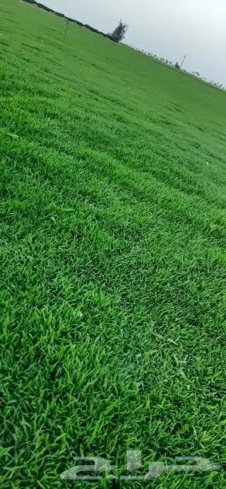 توريد وتركيب ثيل طبيعي درجه اولى شرط 3