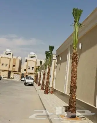 نخل واشنطن واشنطني 1