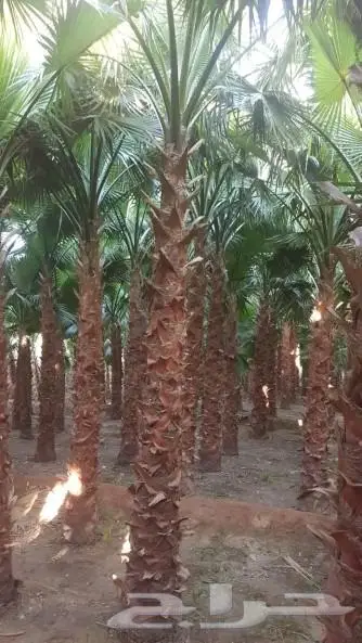 نخل واشنطن واشنطني 14