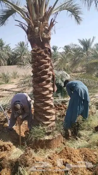 يوجدلدينانخيل مثمر جميع الانواع وجميع المقسات وشبوك المزارع 2