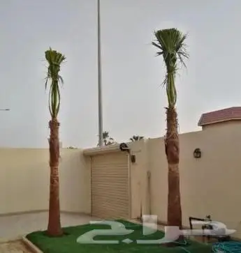 نخل واشنطن واشنطني 2