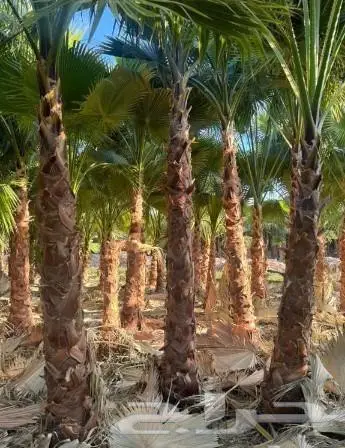 نخل واشنطن واشنطني 13