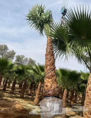 نخل واشنطن واشنطني 11