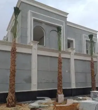 نخل واشنطن واشنطني 4