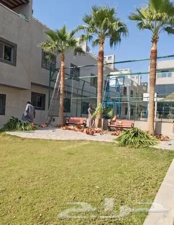 نخل واشنطن واشنطني 9