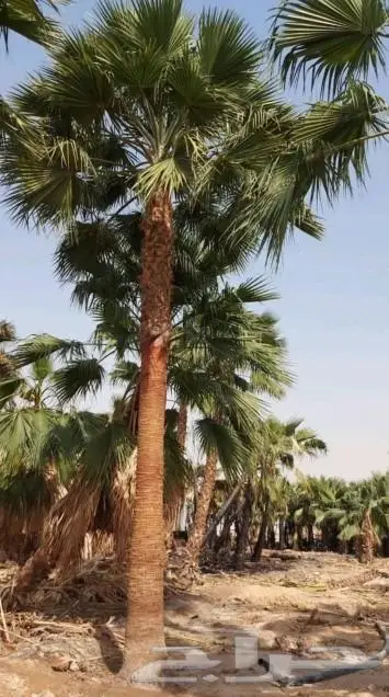 نخل واشنطن واشنطني 15