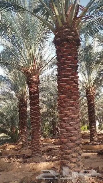 يوجدلدينانخيل مثمر جميع الانواع وجميع المقسات وشبوك المزارع 3