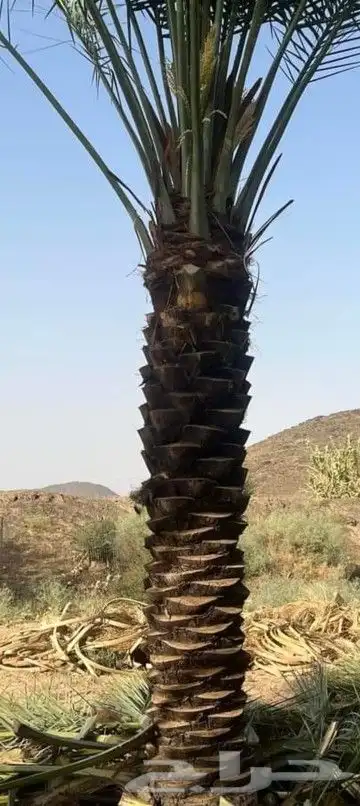 يوجدلدينانخيل مثمر جميع الانواع وجميع المقسات وشبوك المزارع 6