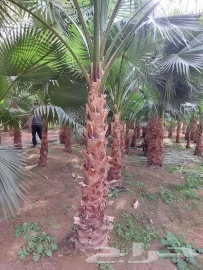 نخل واشنطن واشنطني 17