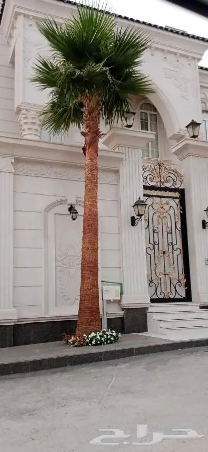 نخل واشنطن واشنطني 0