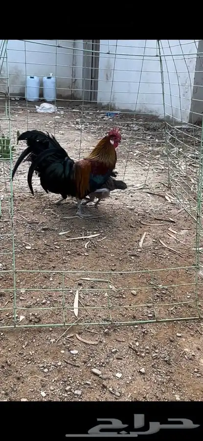 طقم دجاج فونيكس منتج 9