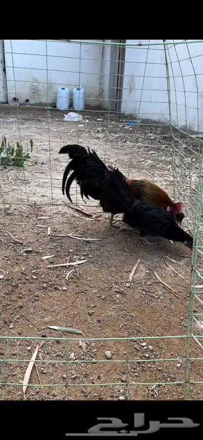 طقم دجاج فونيكس منتج 4