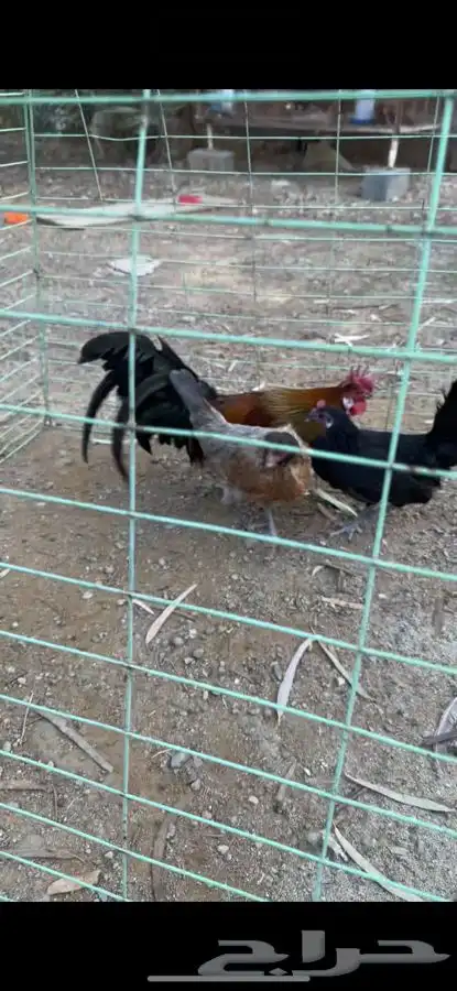 طقم دجاج فونيكس منتج 8