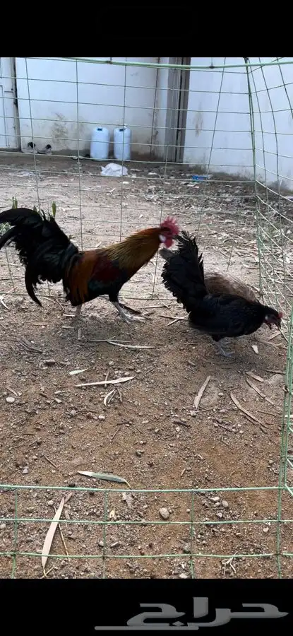 طقم دجاج فونيكس منتج 5