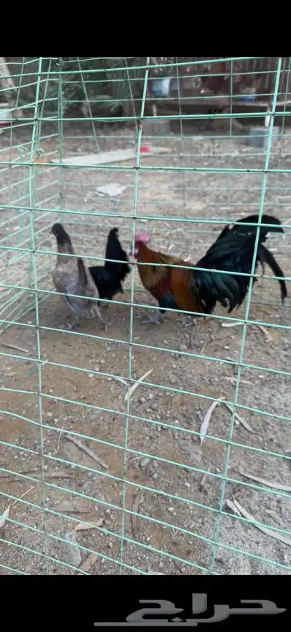طقم دجاج فونيكس منتج 2