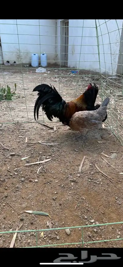 طقم دجاج فونيكس منتج 6