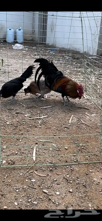 طقم دجاج فونيكس منتج 7