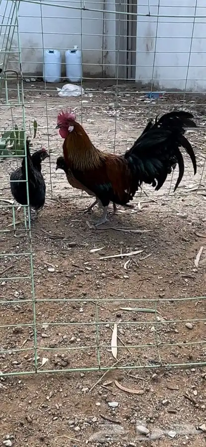 طقم دجاج فونيكس منتج 0