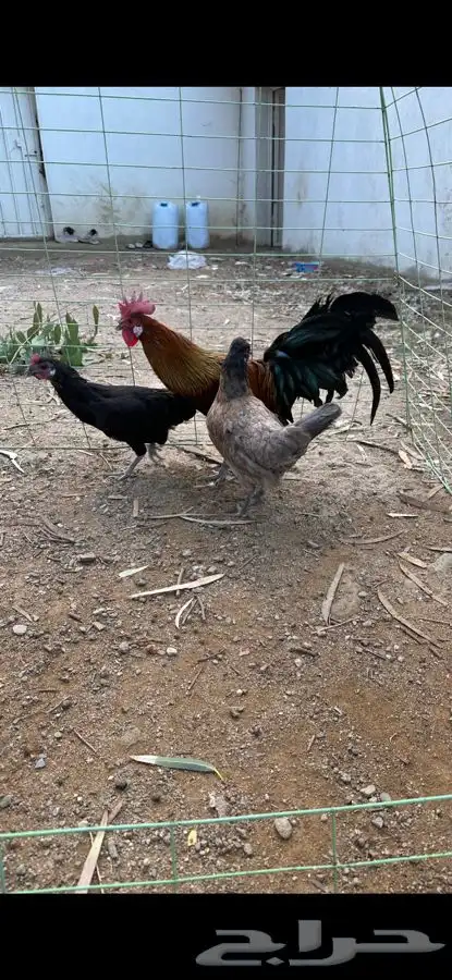 طقم دجاج فونيكس منتج 1