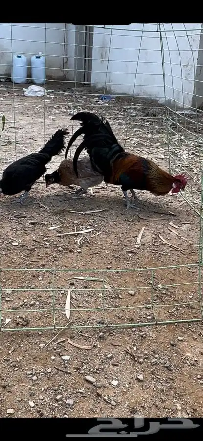 طقم دجاج فونيكس منتج 3