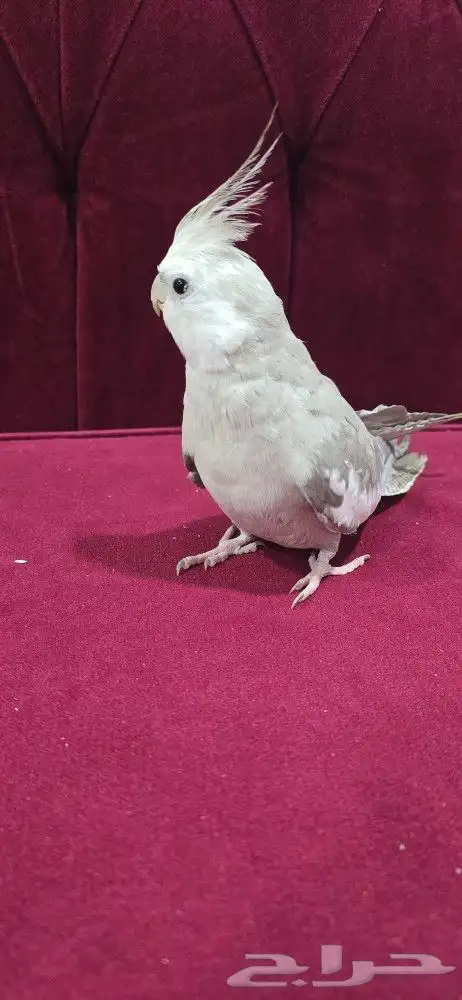 كروان هولندي 2