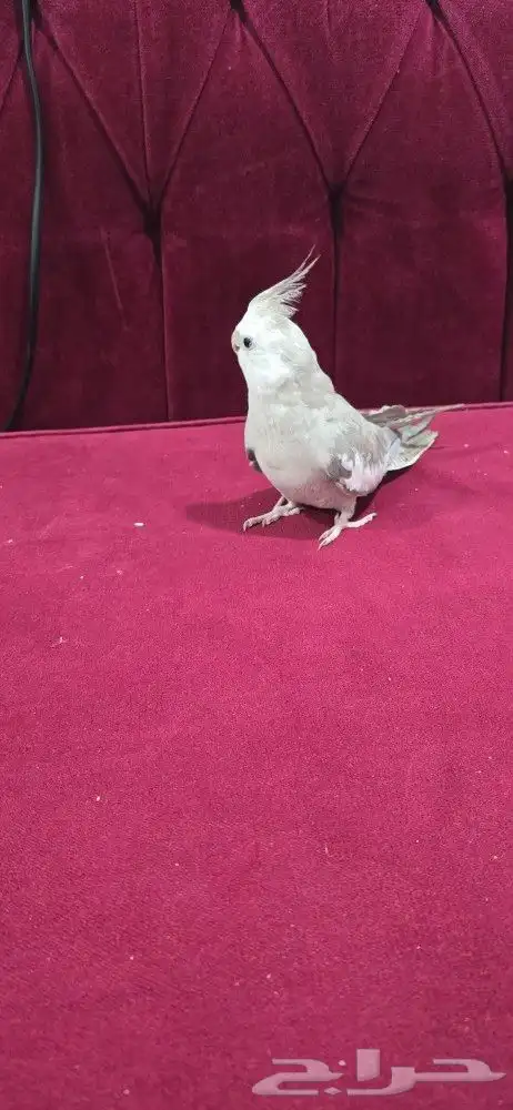 كروان هولندي 3