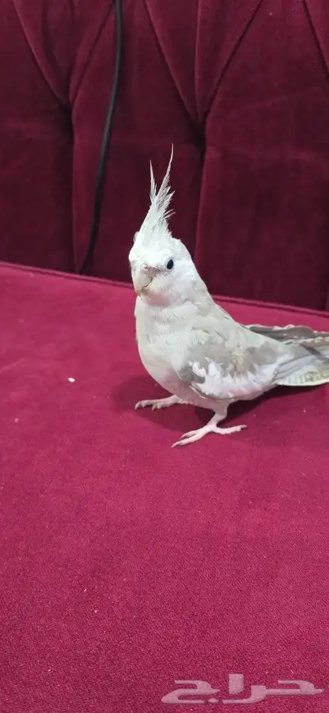 كروان هولندي 0