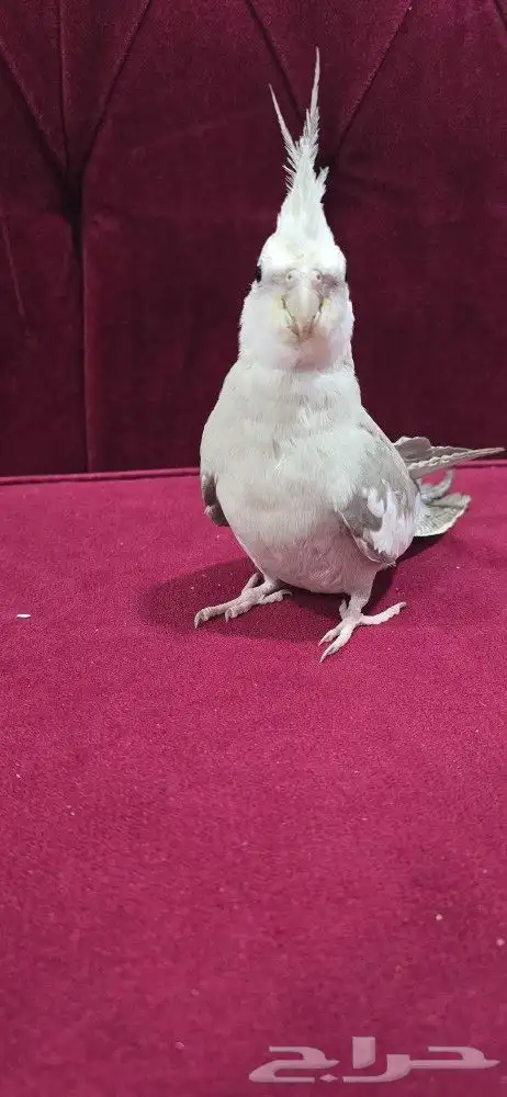 كروان هولندي 1