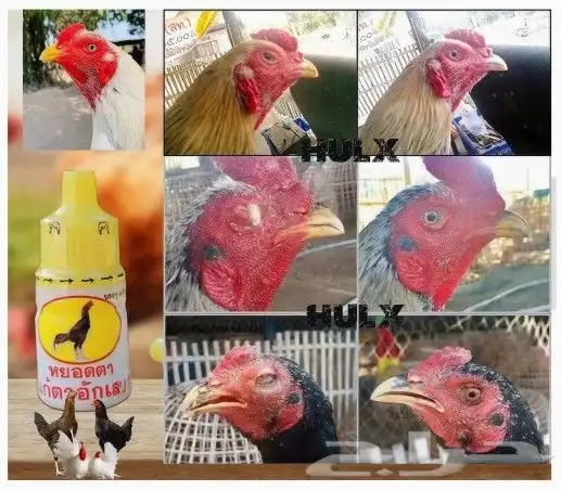 القطرة الصفراء لإلتهاب العين للدجاج و الحبش و الحجل والحمام 5