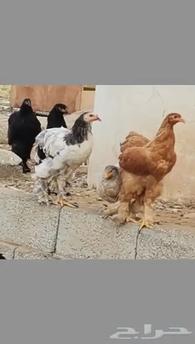 دجاج للبيع 0