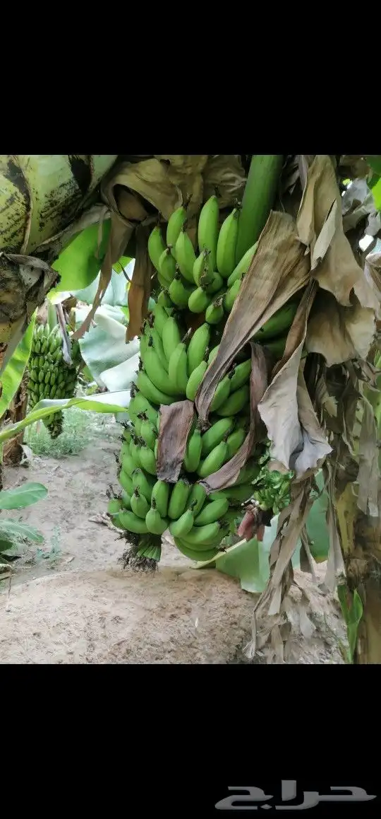 شتلات موز 1