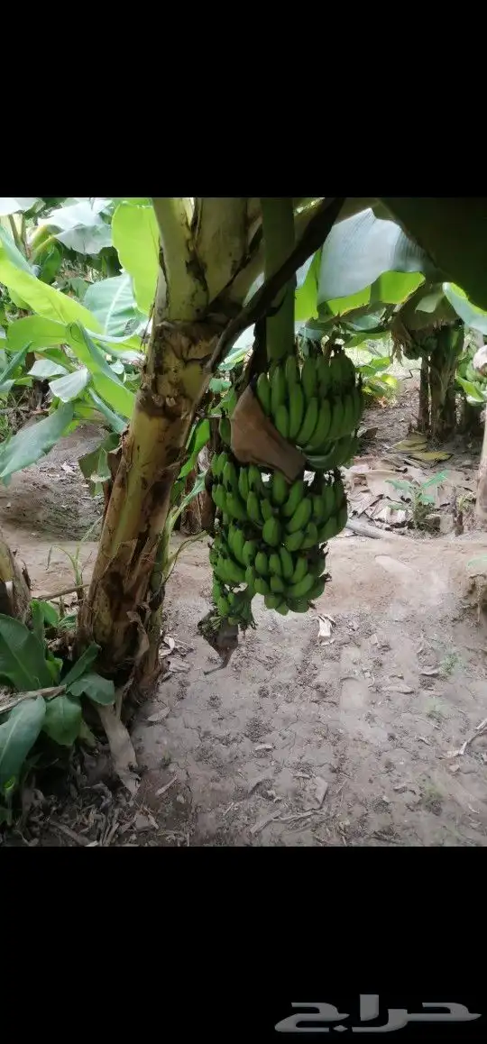 شتلات موز 3