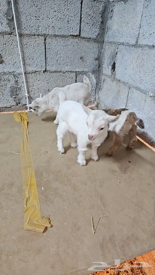 ماعز قزم (قزمي) مستويات قويه وألوان مميز 6