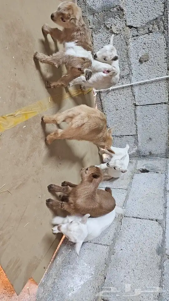 ماعز قزم (قزمي) مستويات قويه وألوان مميز 4