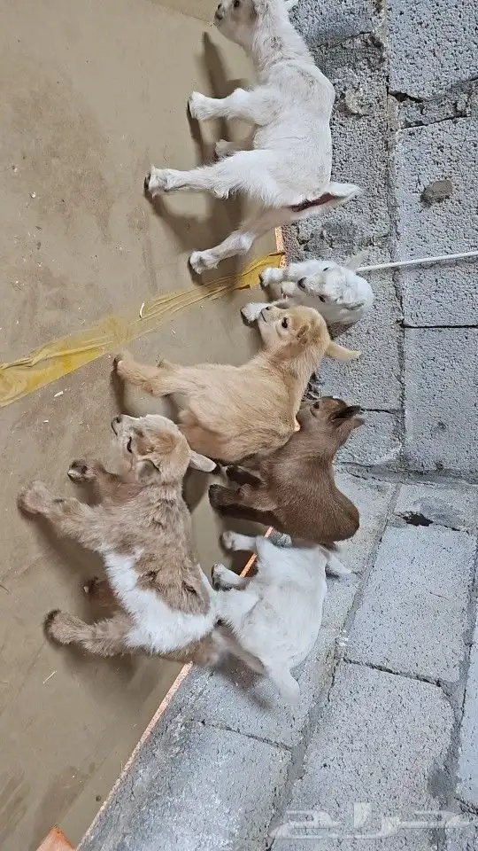 ماعز قزم (قزمي) مستويات قويه وألوان مميز 3