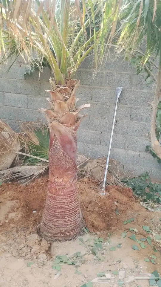 يوجدلدينانخيل مثمر جميع الانواع وجميع المقسات وشبوك المزارع 0