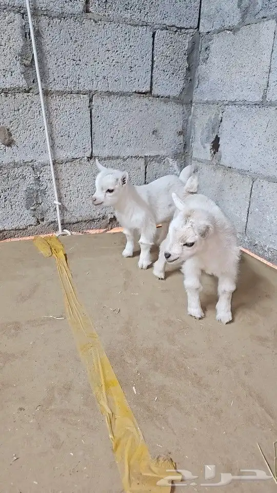 ماعز قزم (قزمي) مستويات قويه وألوان مميز 2