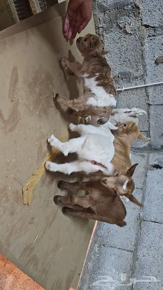 ماعز قزم (قزمي) مستويات قويه وألوان مميز 0