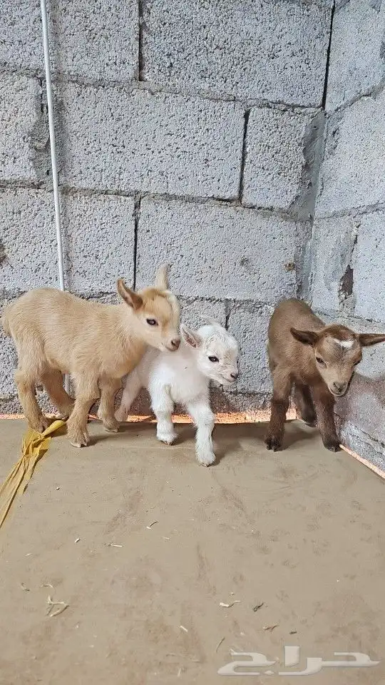 ماعز قزم (قزمي) مستويات قويه وألوان مميز 5