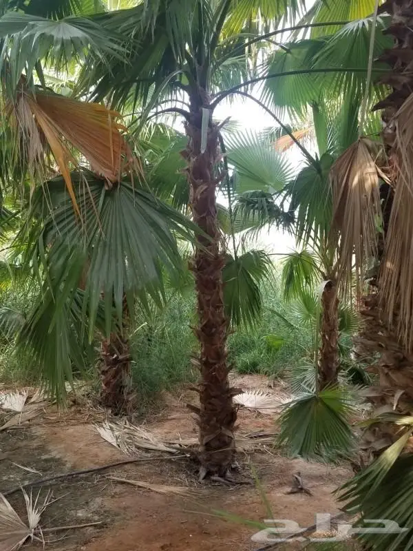 نخل واشنطن واشنطني 18