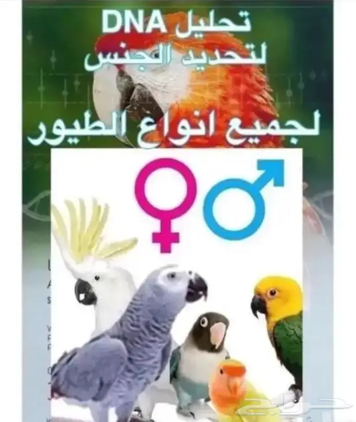 تحليل DNA لمعرفة جنس الطيور 0