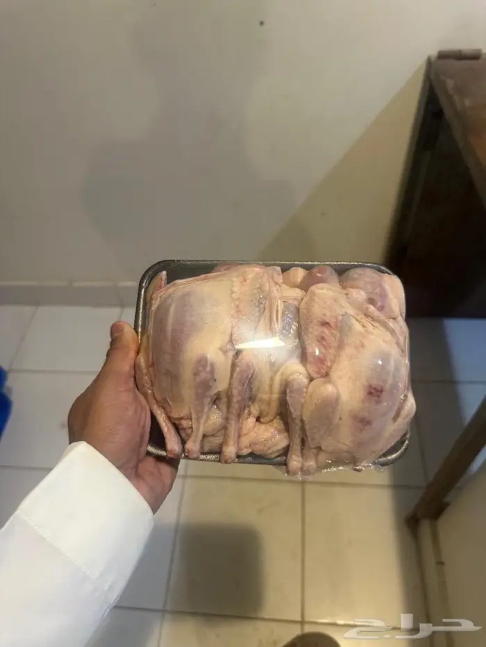 فراخة حمام فرنسي وزاجل وكريمي ذبح اليوم الكميه محدوده 1