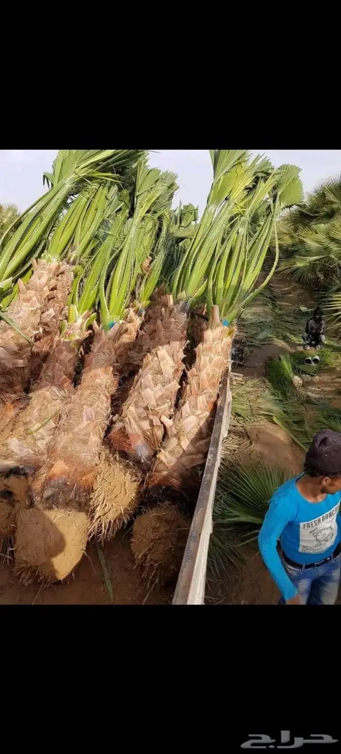 أشجار زيتون واشجار زينه للبيع 4
