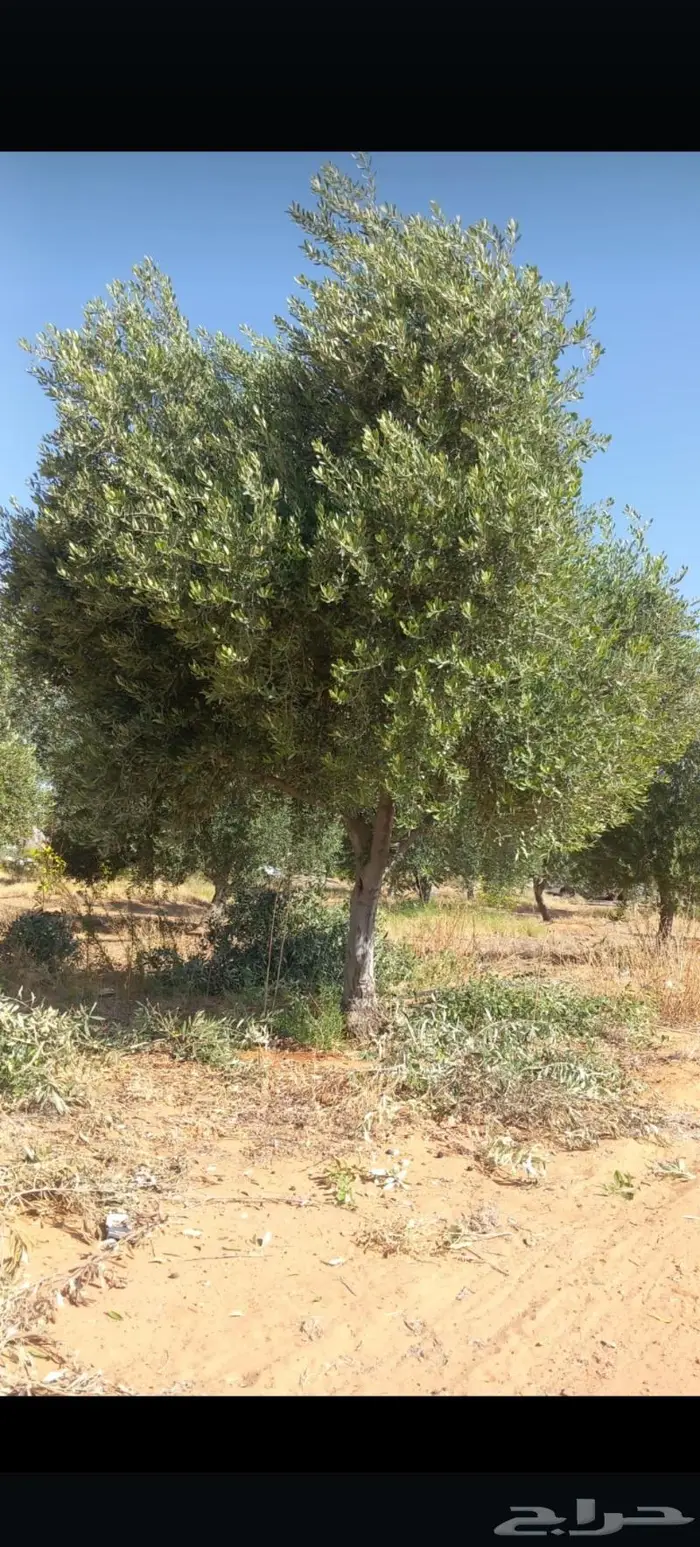 أشجار زيتون واشجار زينه للبيع 6