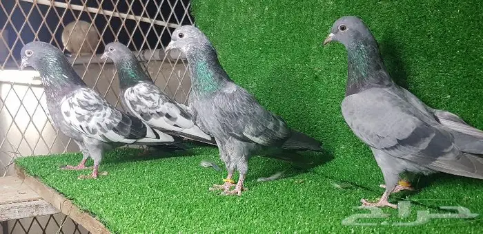 حمام باكستان تم البيع 4