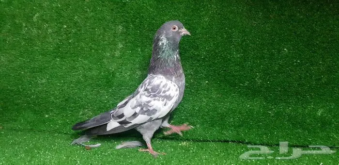 حمام باكستان تم البيع 6