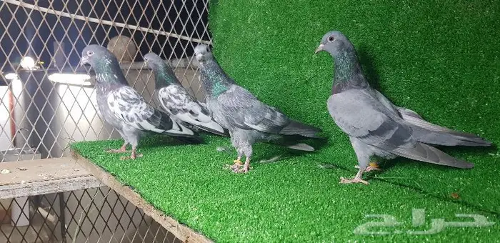 حمام باكستان تم البيع 5